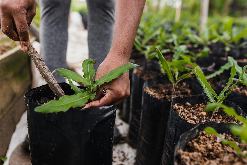 Kevin Loewen Tree Planting