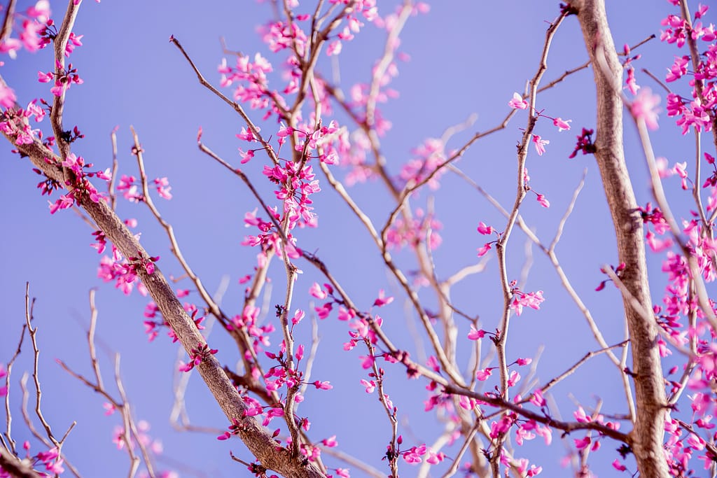 Kevin Loewen Redbud Trees Kevin Loewen Redbud Trees