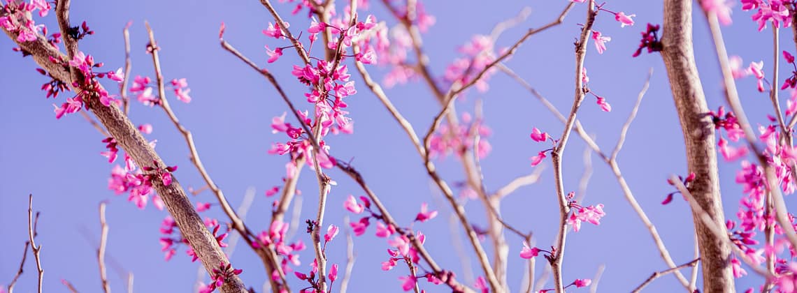 Kevin Loewen Redbud Trees