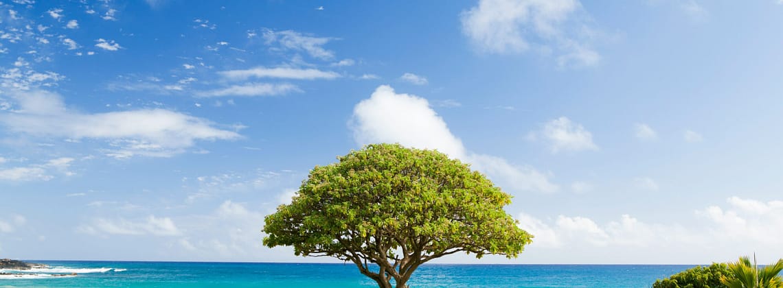 Kevin Loewen Tree Ordinance