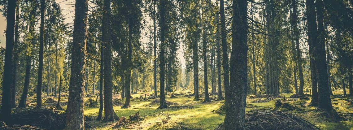 kevin loewen arboreal advocate EU Forests Absorb One-Third Less CO₂