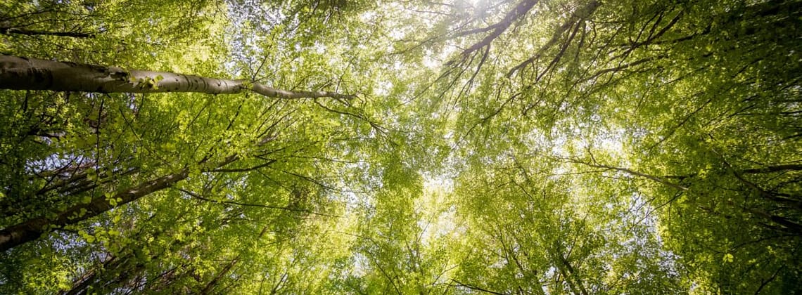 kevin loewen One-Tree-a-Minute Forest Flourishes in Victoria