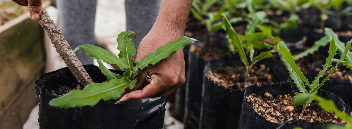 Kevin Loewen Tree Planting