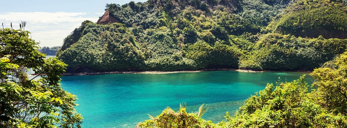 kevin loewen Urban Trees Are Essential Climate Infrastructure in Hawaiʻi