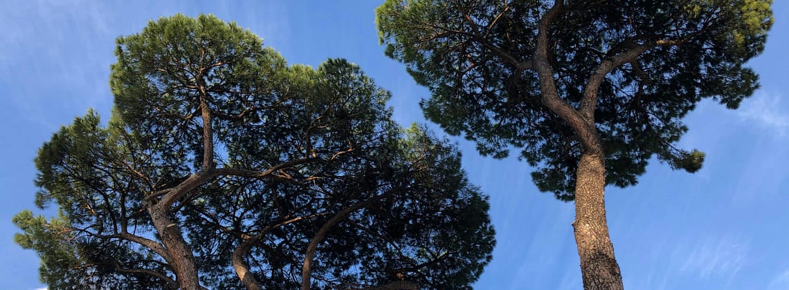 kevin loewen arbor day