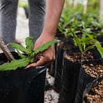 Kevin Loewen Tree Planting
