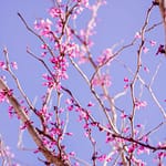 Kevin Loewen Redbud Trees