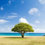 Kevin Loewen Tree Ordinance