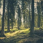 kevin loewen arboreal advocate EU Forests Absorb One-Third Less CO₂