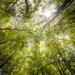 kevin loewen One-Tree-a-Minute Forest Flourishes in Victoria