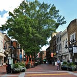 kevin loewen Charlottesville Begins Urban Forest Restoration Work