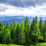 kevin loewen Sprinter Trees Are Taking Over Forests