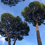 kevin loewen arbor day