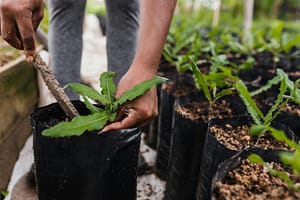 Kevin Loewen Tree Planting