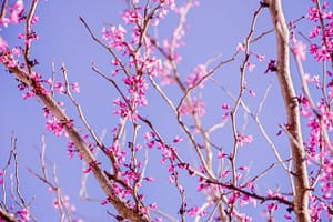 Kevin Loewen Redbud Trees