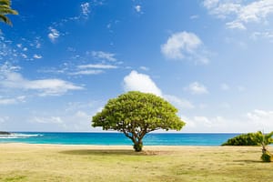 Kevin Loewen Tree Ordinance