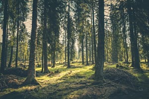 kevin loewen arboreal advocate EU Forests Absorb One-Third Less CO₂