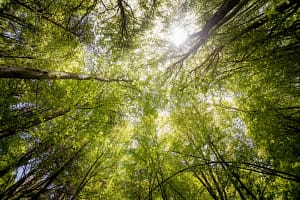 kevin loewen One-Tree-a-Minute Forest Flourishes in Victoria