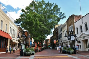 kevin loewen Charlottesville Begins Urban Forest Restoration Work